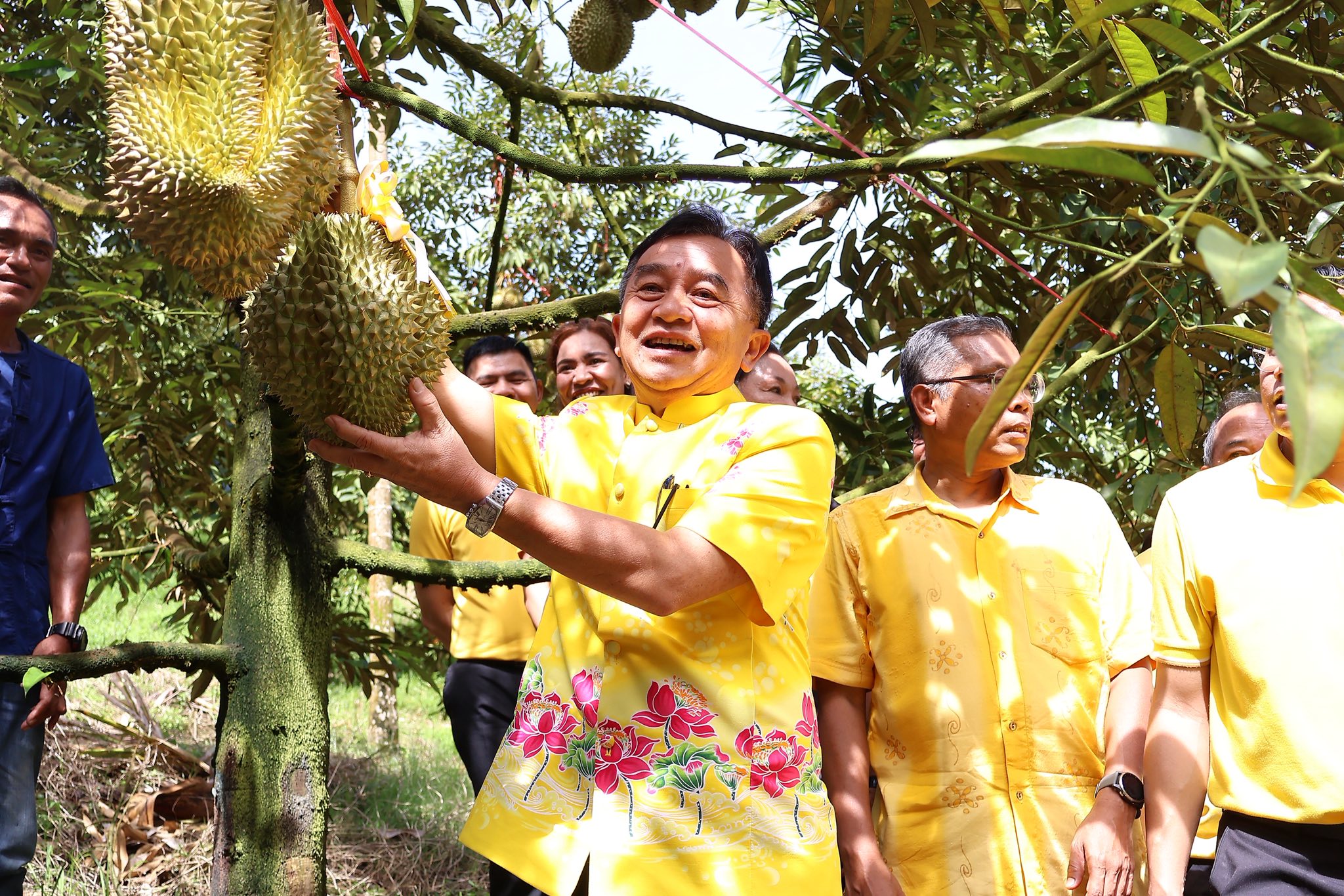 จังหวัดระนอง เริ่มฤดูกาลเก็บเกี่ยวทุเรียน Ranong durian harvest Season